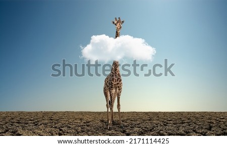alone wild giraffe on dry desert. Extinction and ecology, environment protection ( Red List ) concept