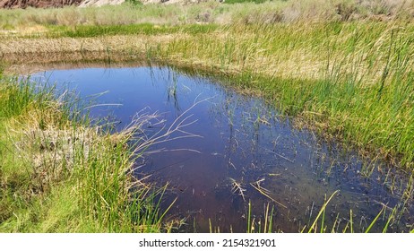 Along The Mojave River, Afton Canyon, California.