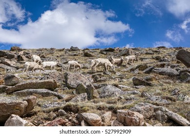 Along Mount Evans Road, In Colorado