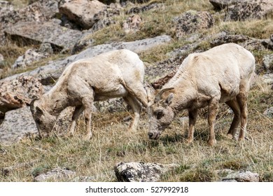 Along Mount Evans Road, In Colorado