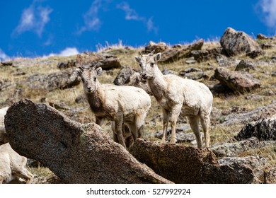 Along Mount Evans Road, In Colorado