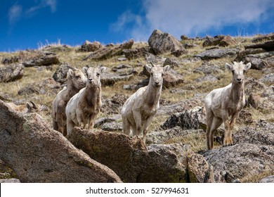 Along Mount Evans Road, In Colorado