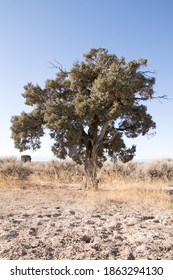 Along The Pony Express Trail