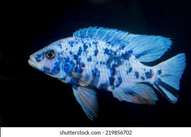 Alonocara - Cichlid