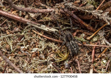 Alopecosa Barbipes Wolf Spider On UK Heathland