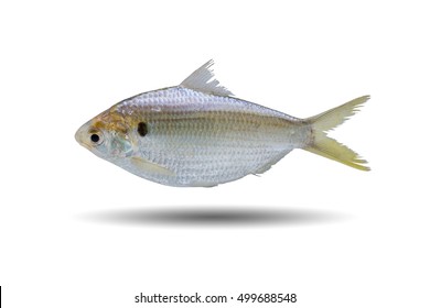 Alose toli, Hilsa herring, Toli shad fish , Chinese herring isolated on white background ,forage fish for fish farming 