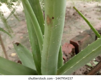 It's an Alovera leaf.  A 