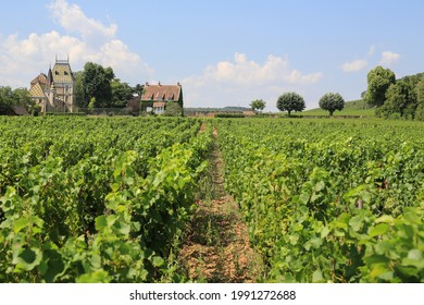 Aloxe-Corton, France-August07, 2018: Vineyards Of The Beautiful Château Aloxe-Corton With Its Colorful Tile Roofs In Wine Region Côte De Beaune, Burgundy, France 