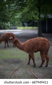 Alpaca