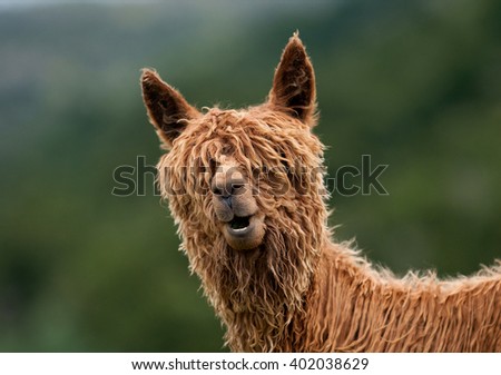 Alpaca
