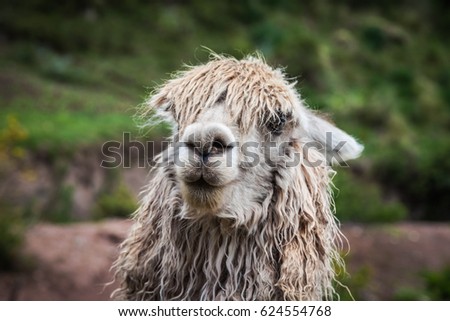Alpaca