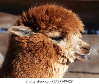  Alpaca is an animal from the camel family.She has valuable wool - waterproof and warmer than sheep's wool.