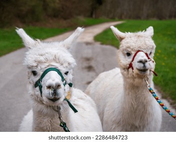 Alpaca close up view during an outdoor hike walk - Powered by Shutterstock