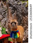 Alpaca in Cusco Peru Colors