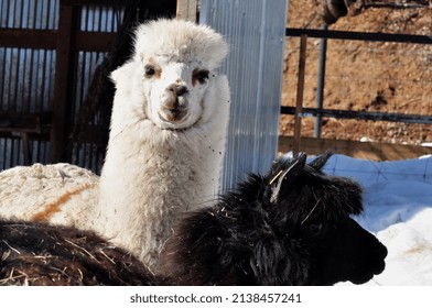 Alpaca is a domestic calloused animal, presumably descended from the vicuna.