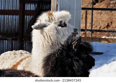 Alpaca is a domestic calloused animal, presumably descended from the vicuna.