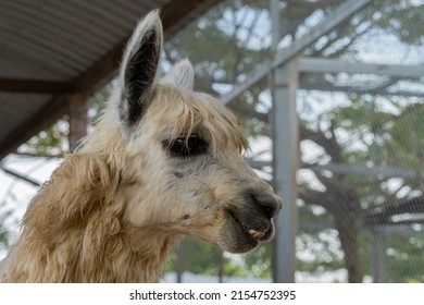 The alpaca is a domesticated calloused animal believed to be descended from the vicuña. Bred in the highland belt of South America (Andes). Alpacas are grown for shearing wool.