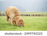 Alpaca eating in a grass field on a farm