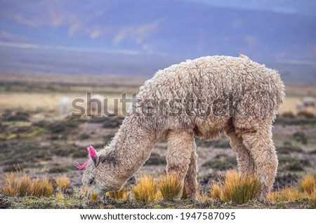 Alpaca eating grass in middle of mountain valley of Colca region, Peru. Southamerican landscape and fauna. Pasture and feed