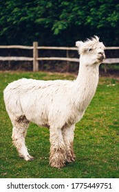 Alpaca In Farm Animal Sanctuary In UK