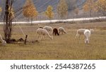 Alpaca farm in the countryside . High quality photo