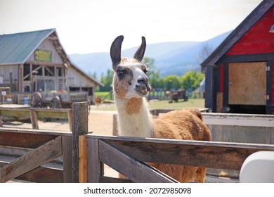 Alpaca In A Farm In Western Canada.