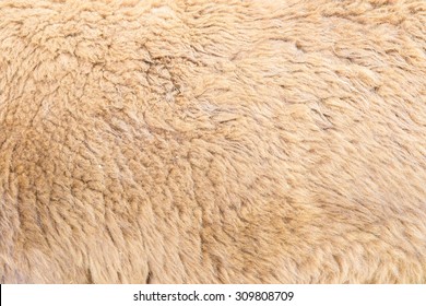 Alpaca Fleece Background