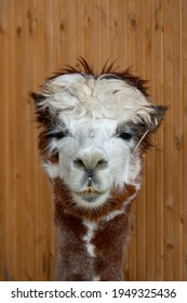 Alpaca With Funny Hairstyle And Rigid Gaze