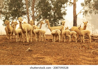 Alpaca Herd On Australian Farm.