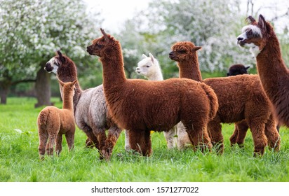 Alpaca herd on a spring meadow, South American mammals - Shutterstock ID 1571277022
