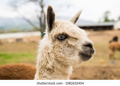 alpaca at japan