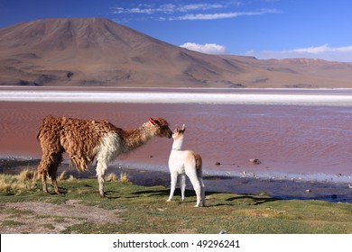 Alpaca At Laguna Colorada