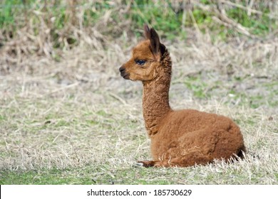 Lama Baby Stock Photos Images Photography Shutterstock