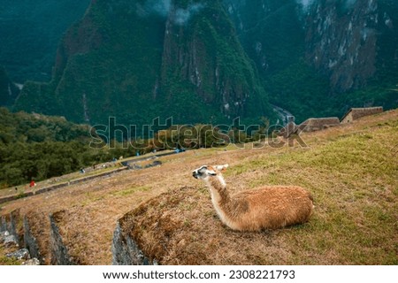 Alpaca laying down at machu picchu staring off into the distance at the mountains