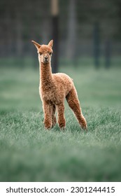 alpaca, llama, baby animal, perfect portrait