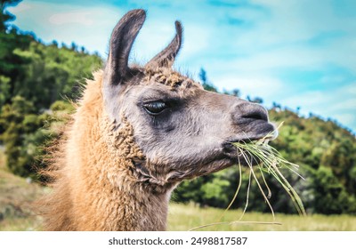 Alpaca or llama close up face fluffy cute - Powered by Shutterstock