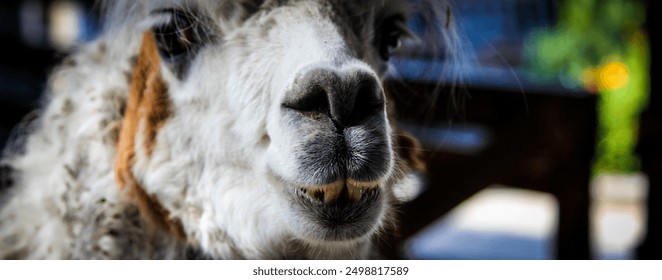 Alpaca or llama close up face fluffy cute - Powered by Shutterstock