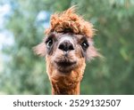 Alpaca llama cute face portrait close up adorable soft fluffy