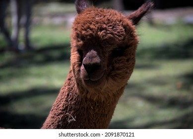 Alpaca Llama Head Chewing Grass At Wool Factory Farm In South America Peru Tourists Visit To Observe Traditional Andean People Textile Manufacturing Process.