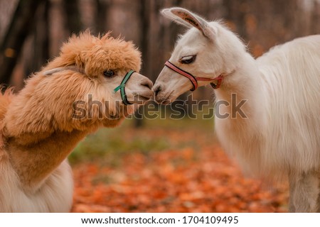 Alpaca and llama kiss. Exotic animals. Wildlife.