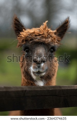 An alpaca looking directly at the camera with a cute and funny face