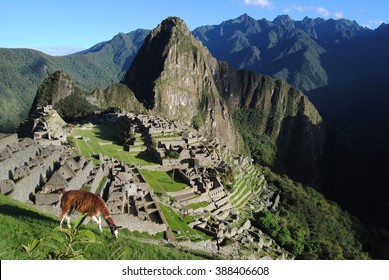 Alpaca At Macchu Picchu