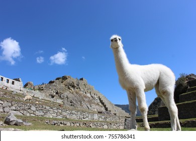 Alpaca In Macchu Picchu 