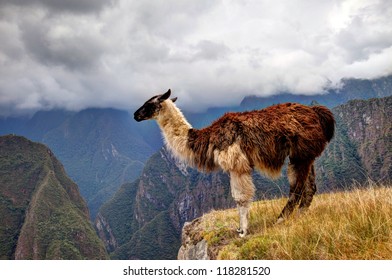 Alpaca At Machu Picchu