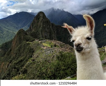 Alpaca And Machu Picchu