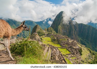 Alpaca And Machu Picchu