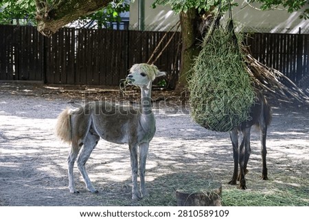 An alpaca munches on grass while another stands near a hay feeder in a peaceful environment
