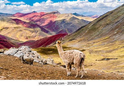 Alpaca At Palccoyo Rainbow Mountains In Peru