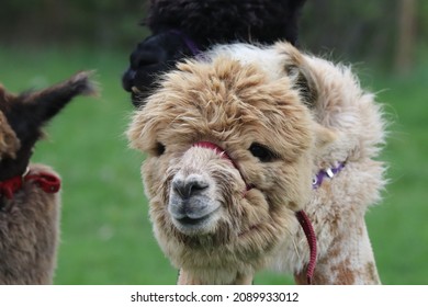 Alpaca Party, Kids Staying Together, Made A Great Shot