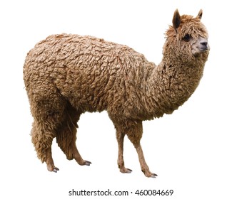 Alpaca, Pet, Isolated On A White Background